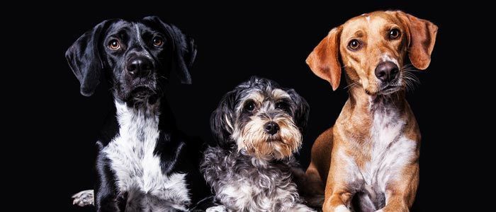 Cursos y charlas nutrición perros y gatos