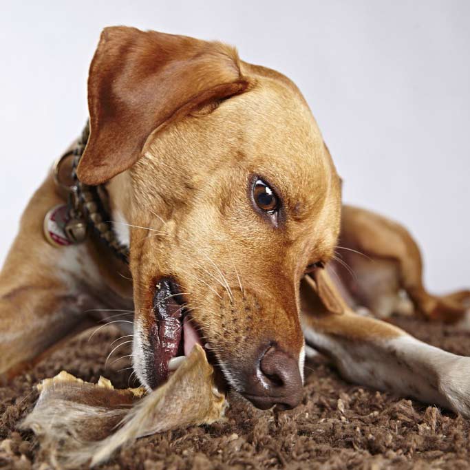 Alimentación BARF en perros y gatos