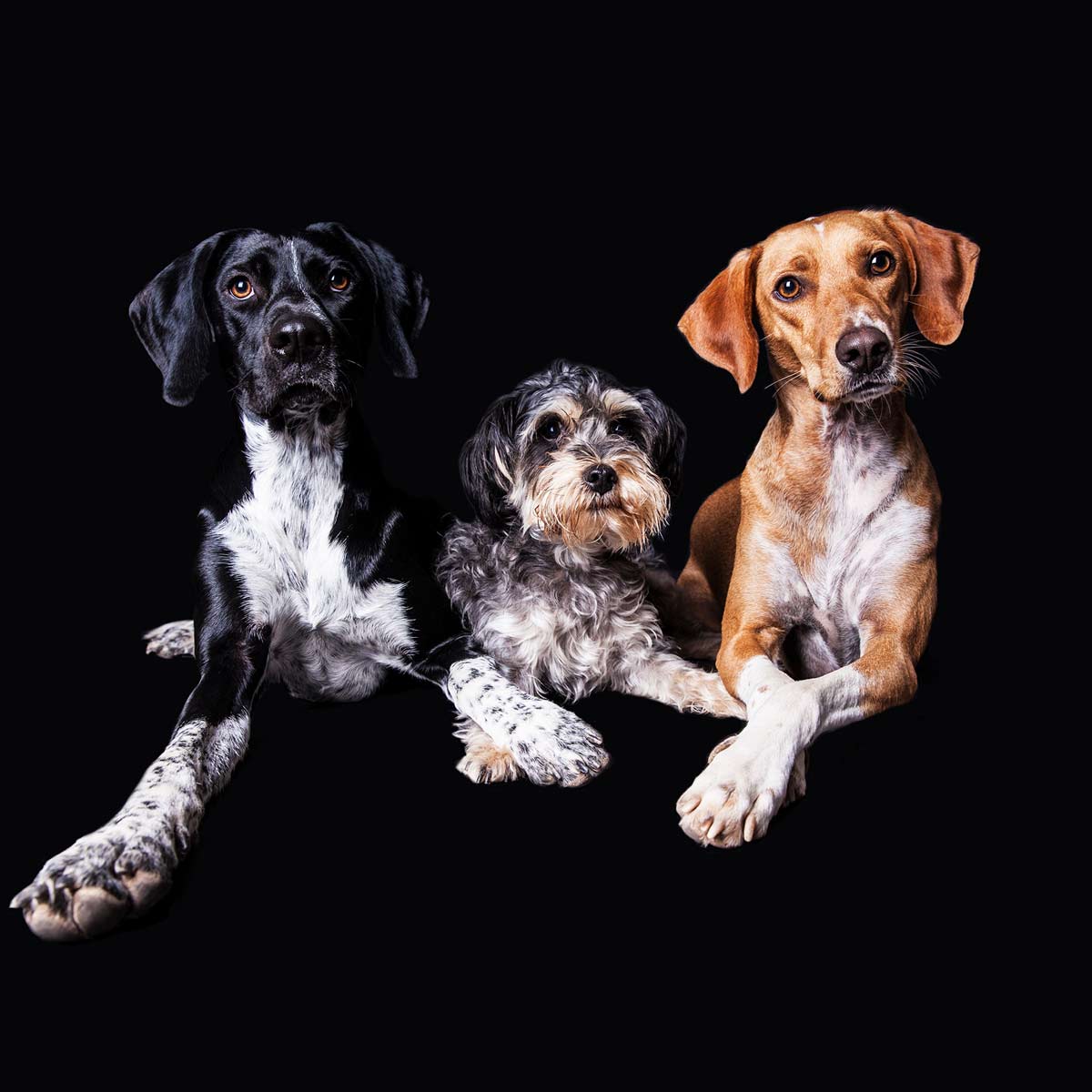 Perros retrato
