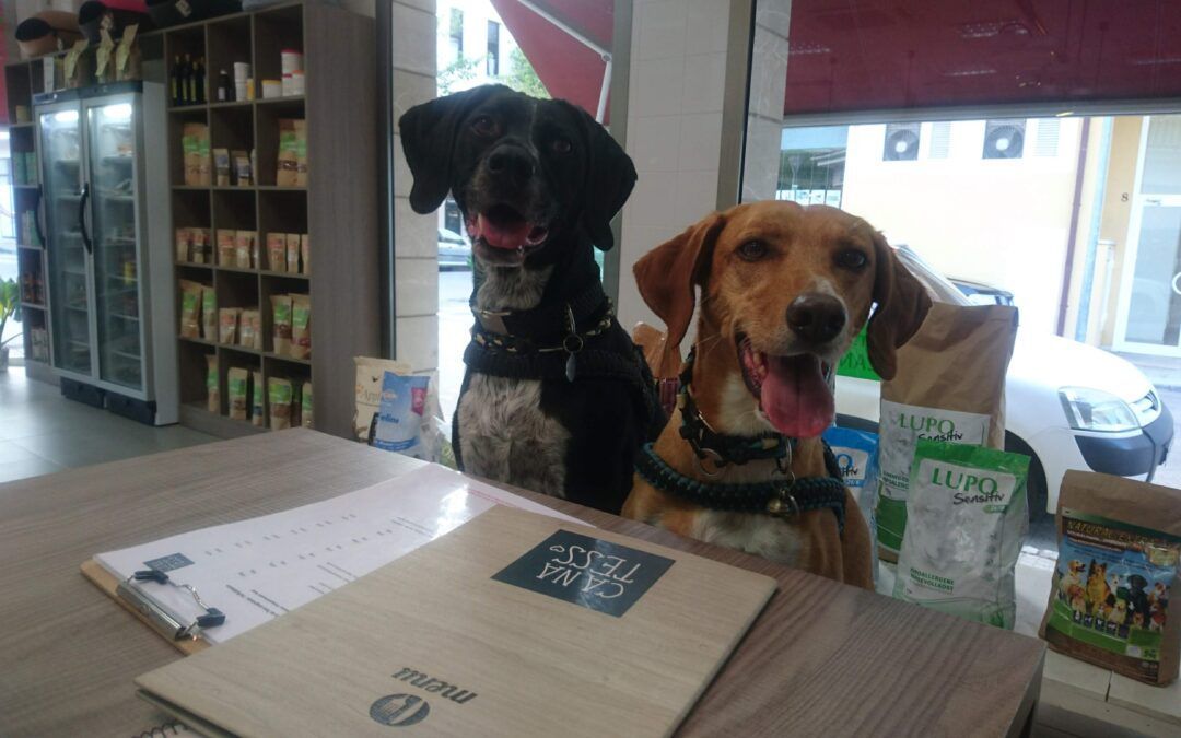 Recomendaciones del mundo felino y canino