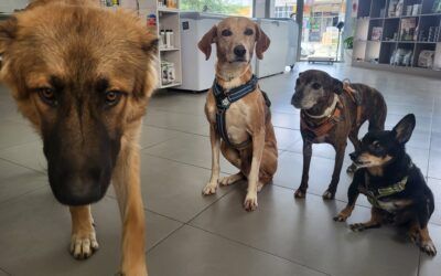 Consideraciones dietéticas para diferentes razas de perros y gatos
