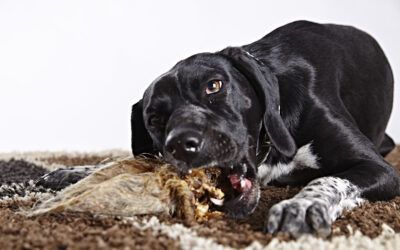 La importancia de la masticación en perros y como puedo encontrar chuches sanos para ellos